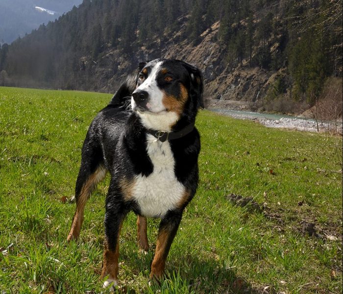 Xena appenzeller v prirodzenom prostredí